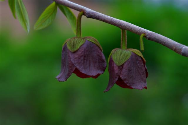  Common Pawpaw tree flowers