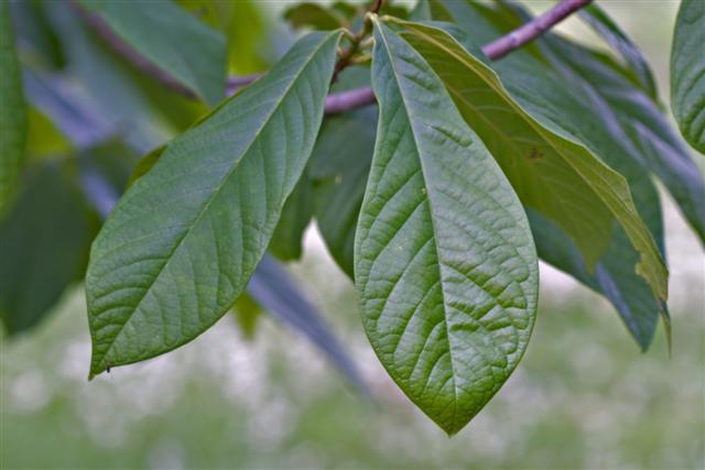  Common Pawpaw tree leaves