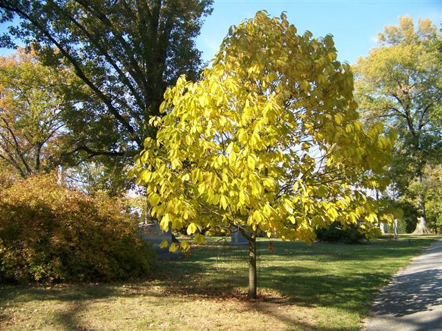  Common Pawpaw tree