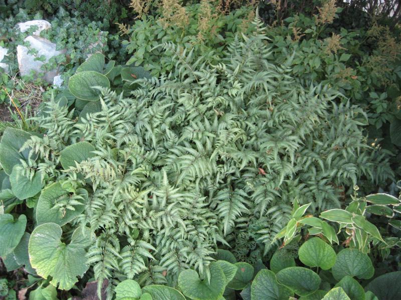 Japanese Painted Fern plant