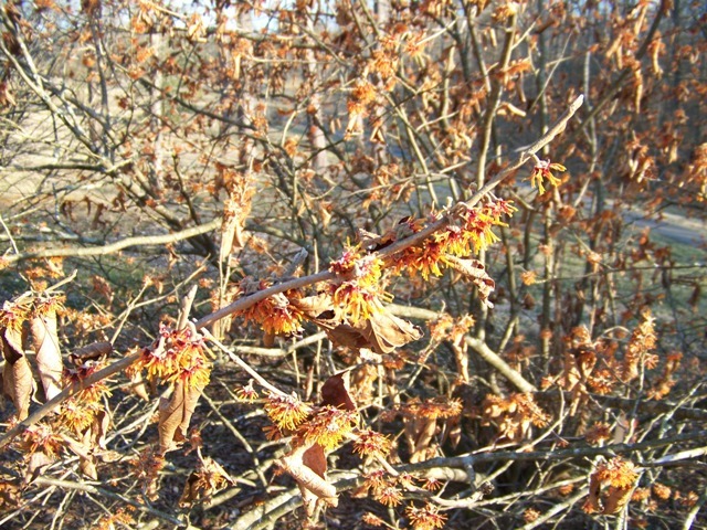 Autumn Embers Vernal Witchhazel