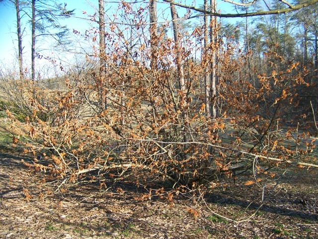 Autumn Embers Vernal Witchhazel