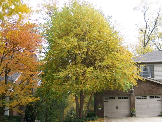 River Birch tree in front of house