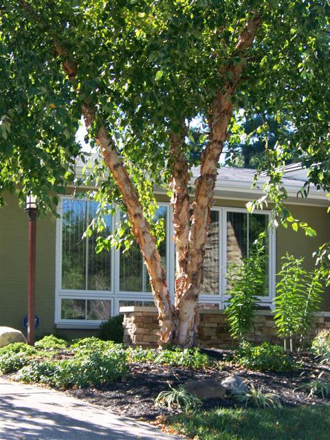 Heritage River Birch tree in front of house