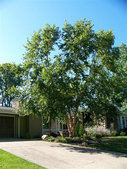 Heritage River Birch tree in front of house