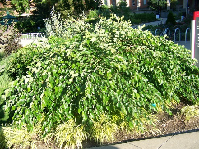 Summer Cascade Weeping River Birch