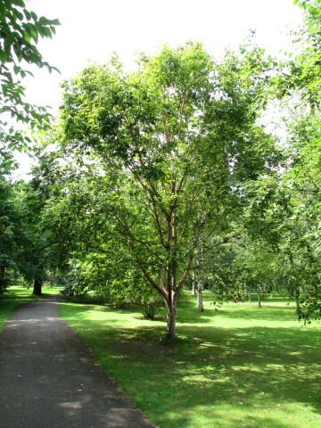 Chinese Red Birch tree