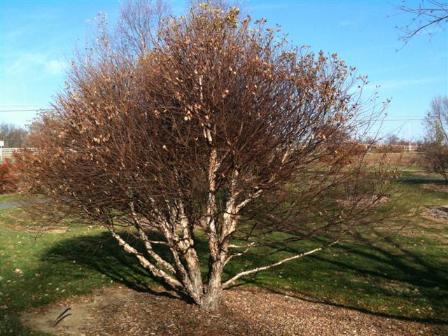 Fox Valleyâ„¢ River Birch tree