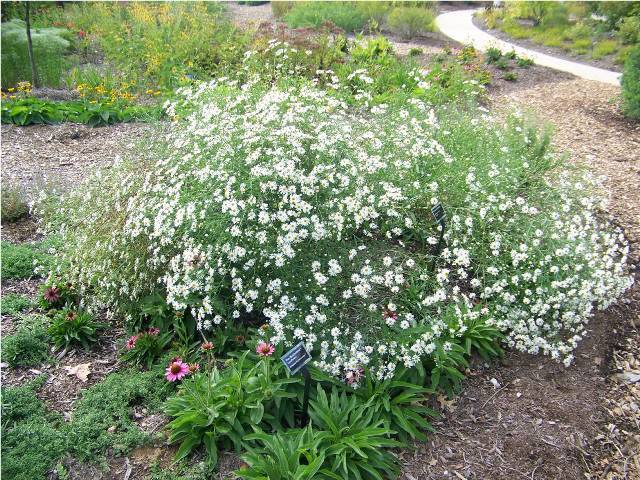 Snowbank Boltonia flowers