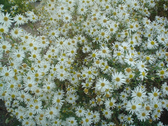 Snowbank Boltonia flowers