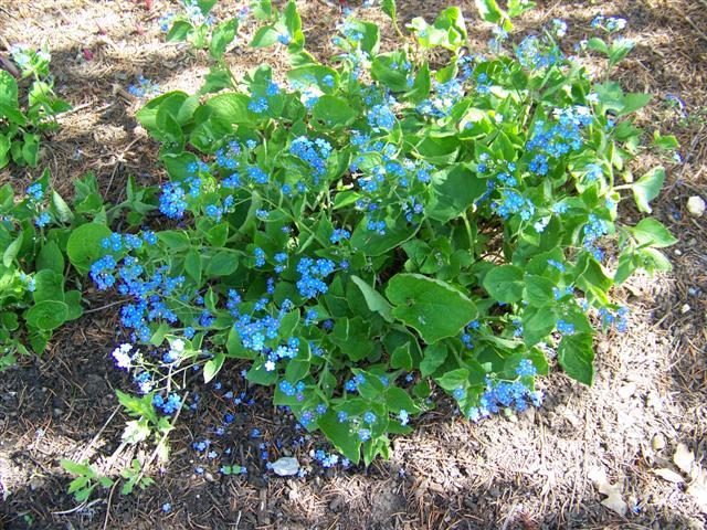 Siberian Bugloss