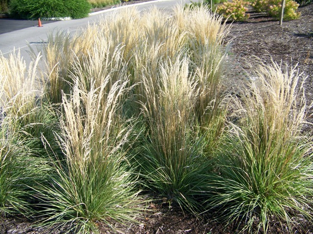 Overdam Feather Reed Grass