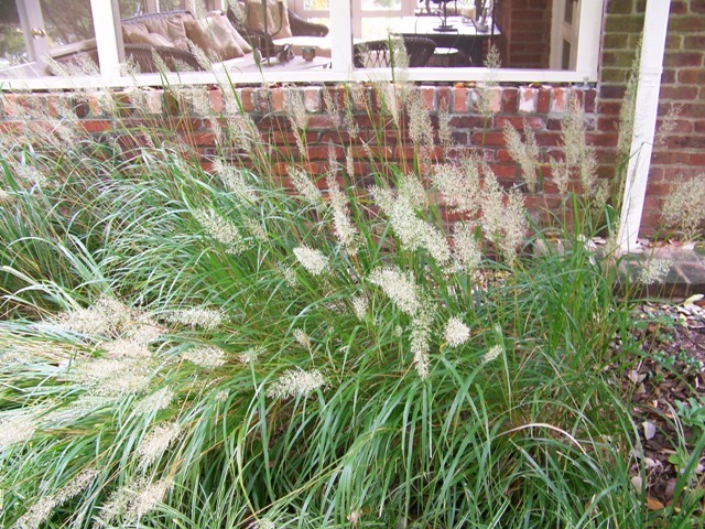 Korean Feather Reed Grass