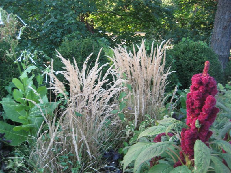 Feather Reed Grass