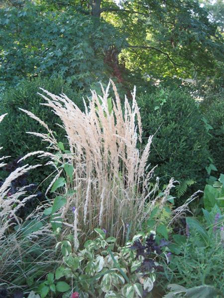 Feather Reed Grass