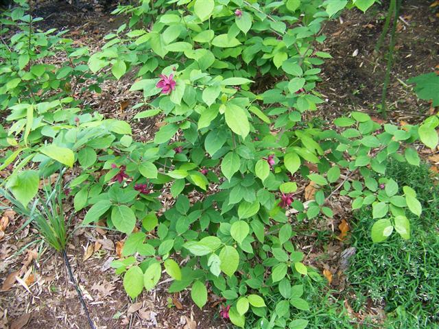 Chinese Sweetshrub