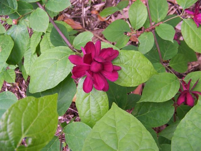 Chinese Sweetshrub flower