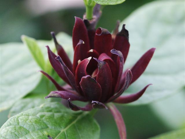 Carolina Allspice flower close-up