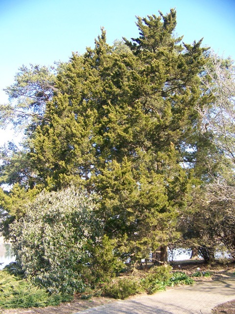 Canaertii Juniper tree