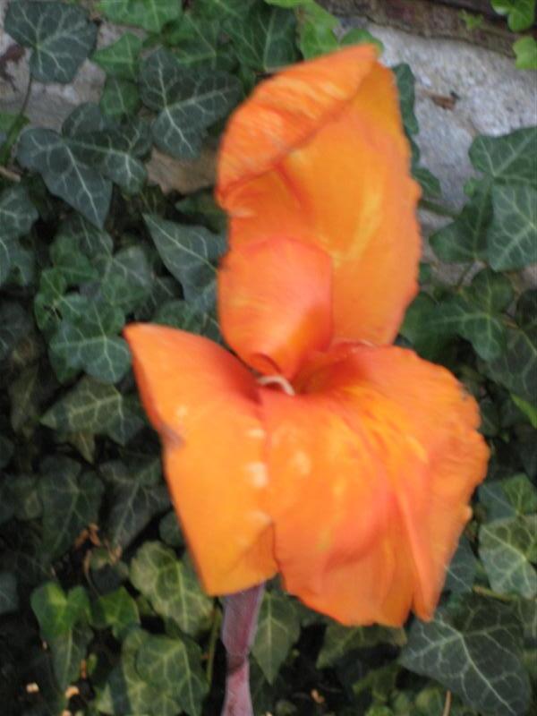 orange flower