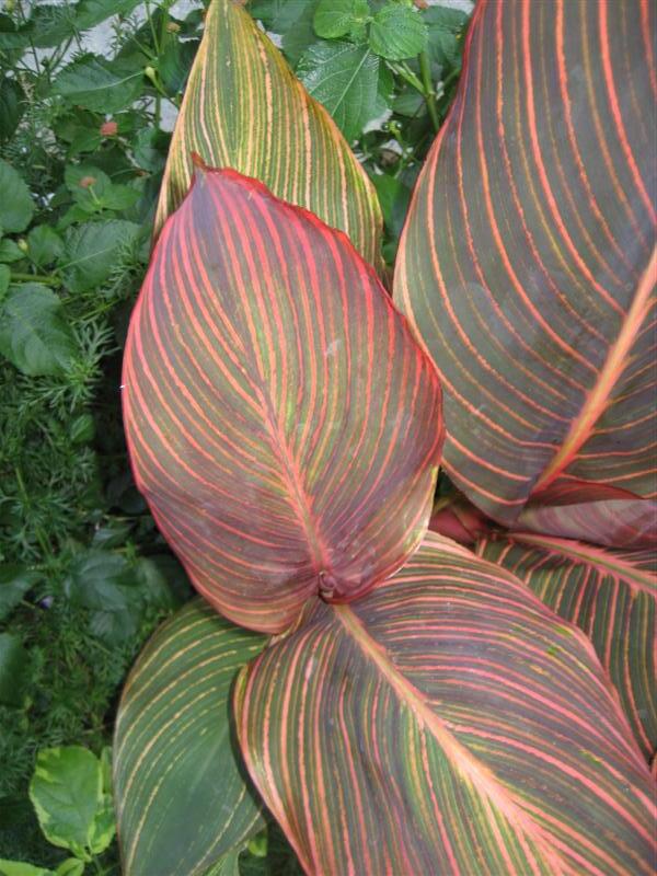 Tropicanna Canna leaves