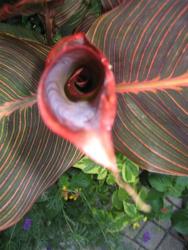 Tropicanna Canna close-up of flower formation