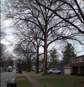 Lightning strike on tree