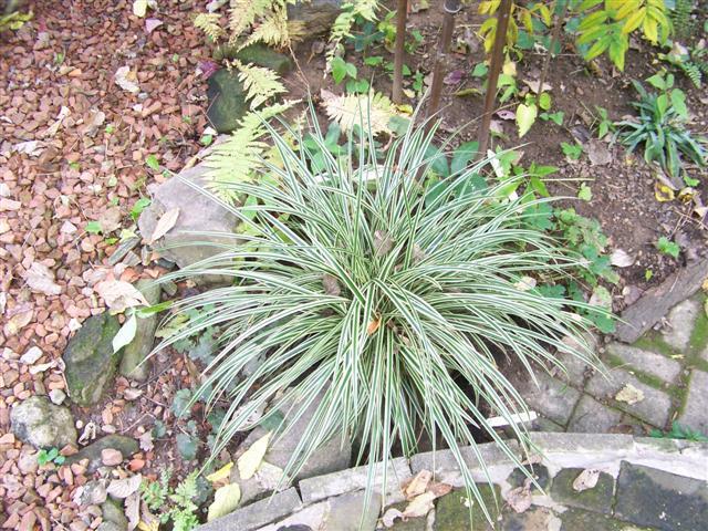 Goldband Sedge