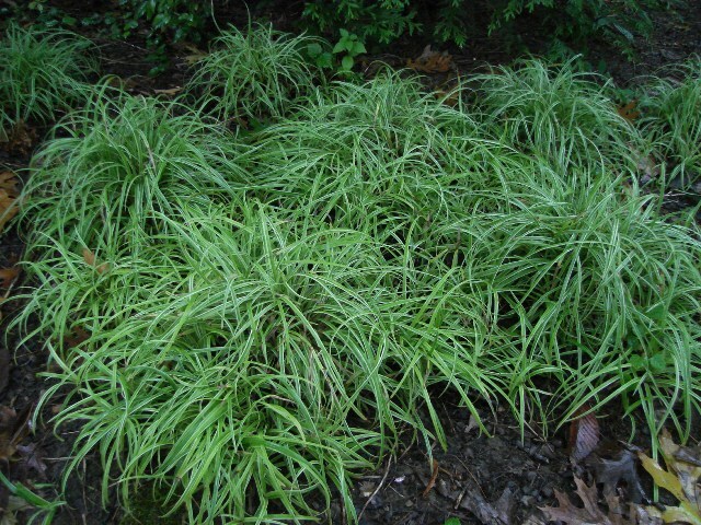 Silver Sceptre Sedge