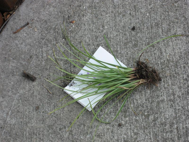 Japanese Sedge rooted from ground laying on sidewalk