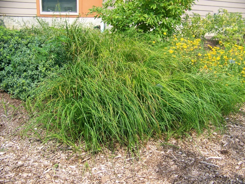 Emoryâ€™s Sedge