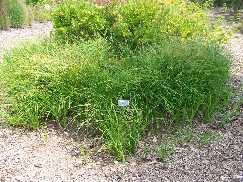 Tussock Sedge