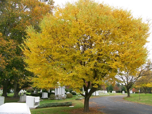 European Hornbeam tree