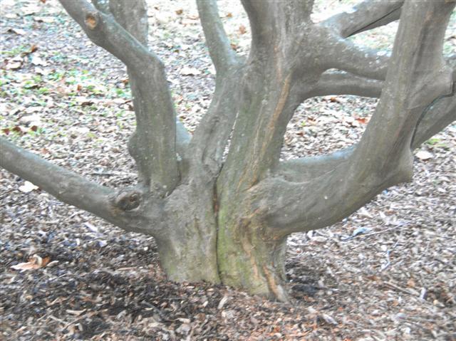 American Hornbeam tree trunk