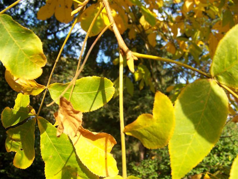 yellow and green leaves