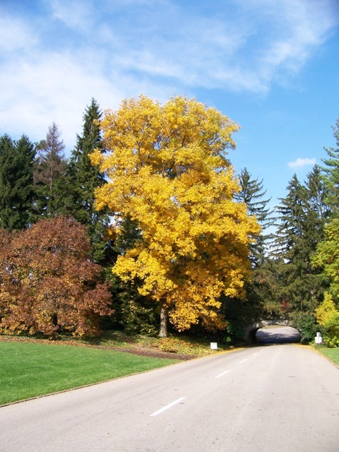 Pignut Hickory tree