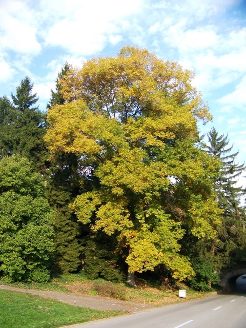 Pignut Hickory tree