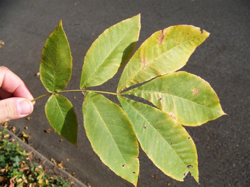 yellow and green leaves