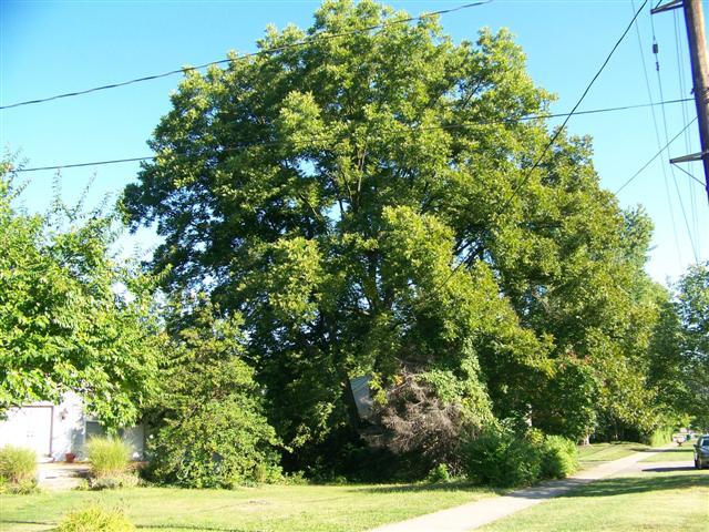 Northern Pecan tree