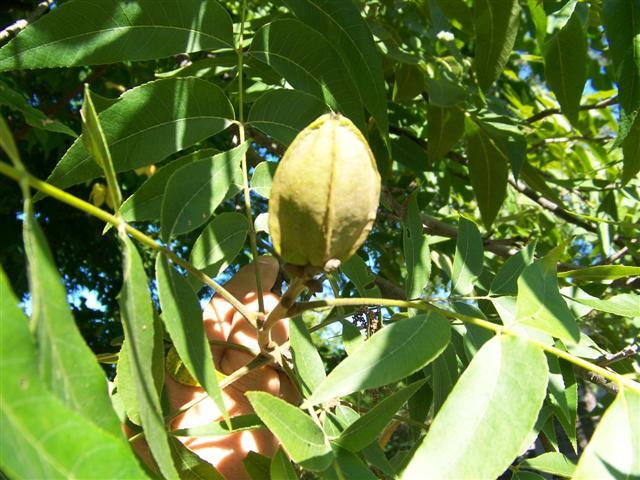 Northern Pecan tree pecan