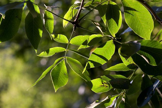 Shagbark Hickory leaves