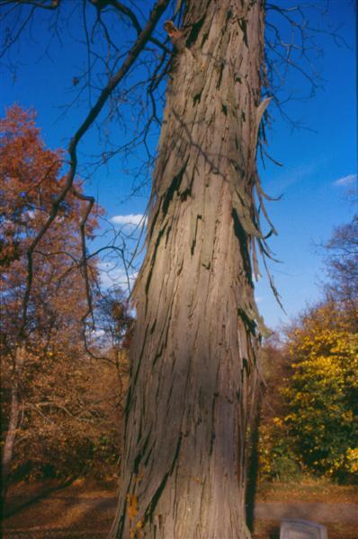 Shagbark Hickory tree trunk