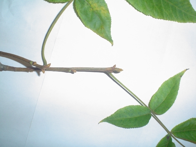 Pignut Hickory leaves