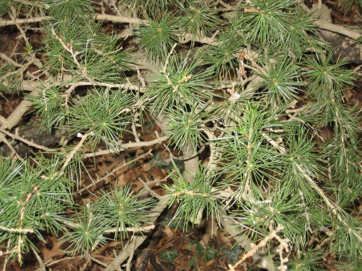 Hardy Cedar branches