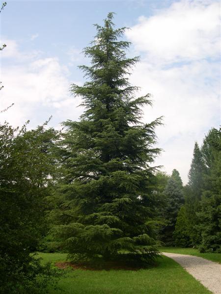 Hardy Cedar tree