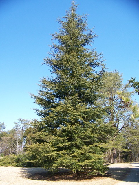 Hardy Cedar tree