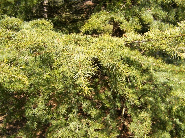 Hardy Cedar branches