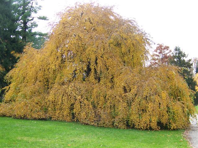 Amazing Grace Weeping Katsura tree