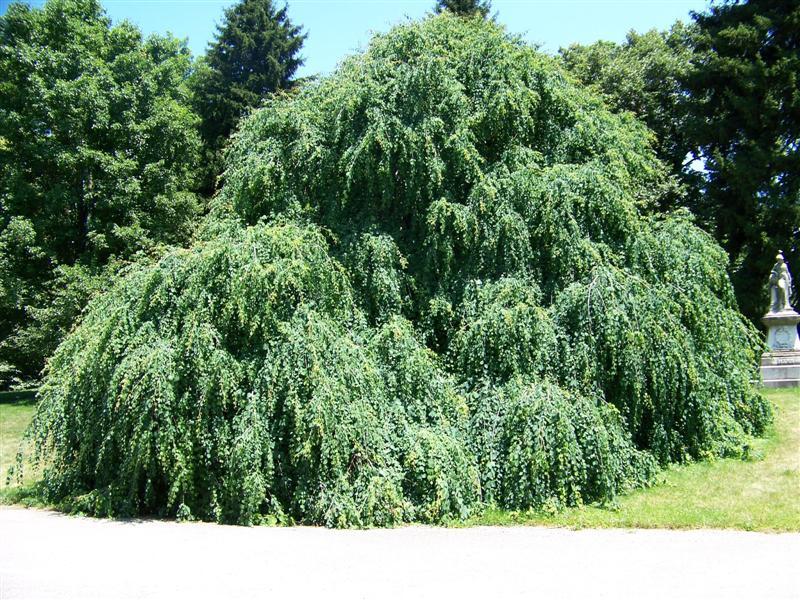 Amazing Grace Weeping Katsura tree