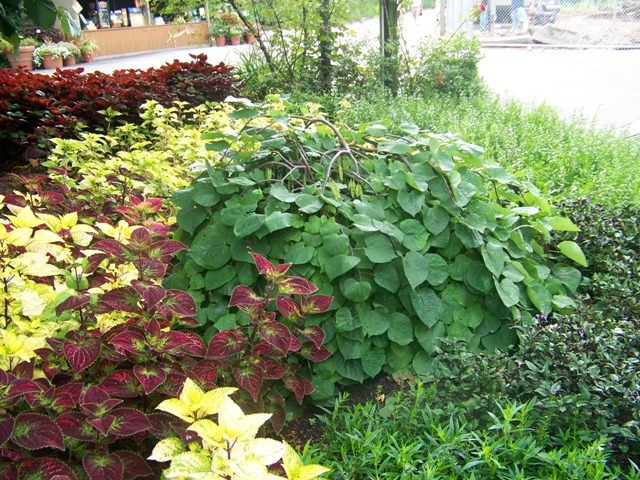 garden of leaf plants